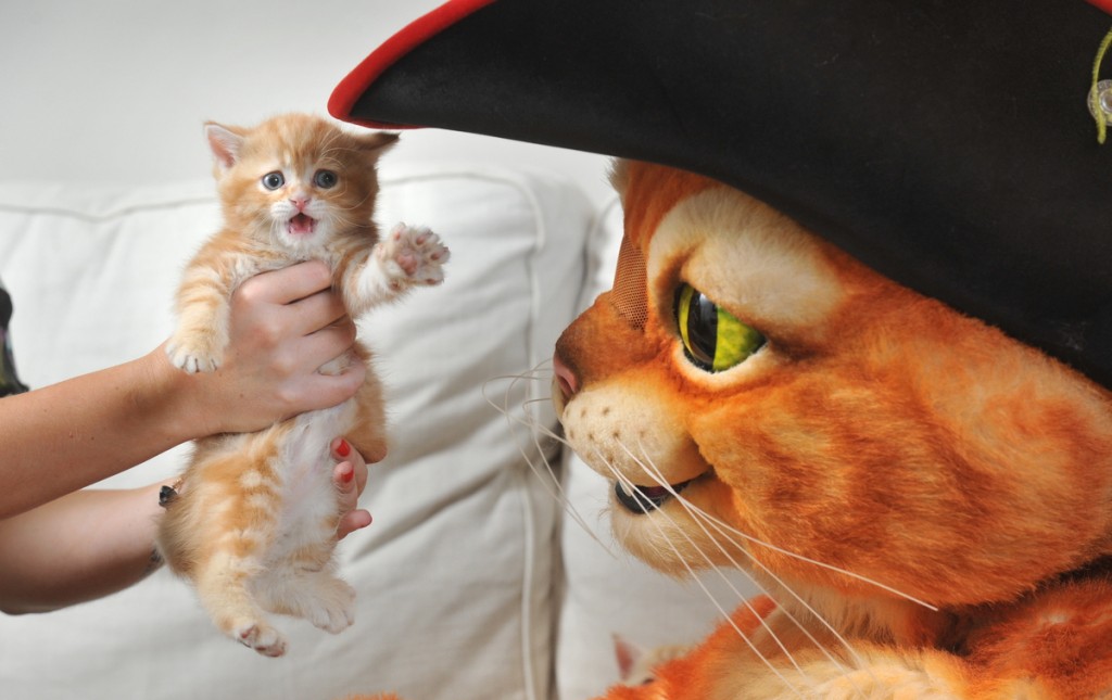 Puss in Boots real kitties! London Mums Magazine